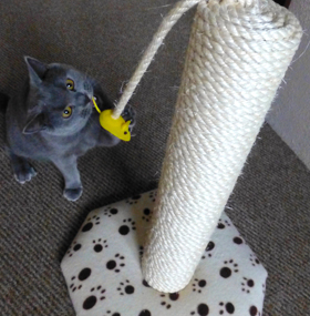 Buy a Quality Cat Scratching Post