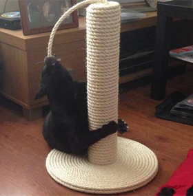 Buy a Quality Cat Scratching Post