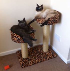 Twin Bed Cat Scratching Post