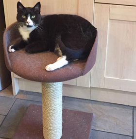 Custom Value Cat Scratching Post with Tub Bed
