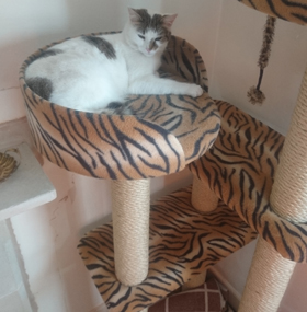 Luxury Large Cat Tree Furniture with 2 Cat Beds