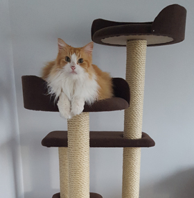 Luxury Large Cat Tree Furniture with 2 Cat Beds