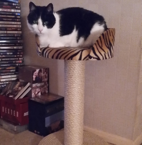 Original Cat Scratching Post with Tub Bed